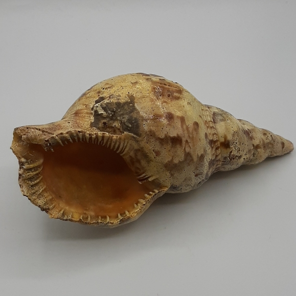 Tritons Trumpet CHARONIA TRITONIS 8 1/2" Natural Shell Large Home Decor - Picture 5 of 7